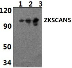 Invitrogen ZFP95 Polyclonal Antibody 100 &mu;L; Unconjugated:Antibodies,