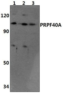 Invitrogen PRPF40A Polyclonal Antibody 100 &mu;L; Unconjugated:Antibodies,