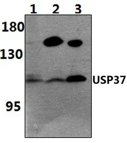 Invitrogen USP37 Polyclonal Antibody 100 &mu;L; Unconjugated:Anticuerpos