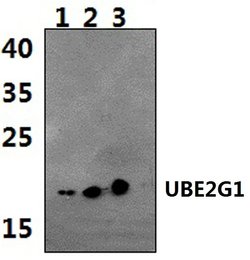 Invitrogen UBE2G1 Polyclonal Antibody 100 &mu;L; Unconjugated:Antibodies,