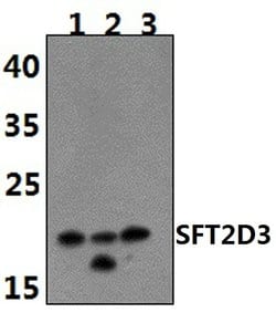 Invitrogen SFT2D3 Polyclonal Antibody 100 &mu;L; Unconjugated:Antibodies,