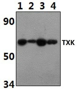 Invitrogen TXK Polyclonal Antibody 100 &mu;L; Unconjugated:Antibodies,