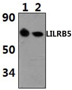 Invitrogen LILRB5 Polyclonal Antibody 100 &mu;L; Unconjugated:Antibodies,