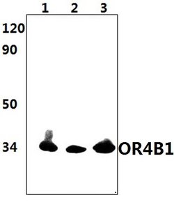 Invitrogen OR4B1 Polyclonal Antibody 100 &mu;L; Unconjugated:Antibodies,