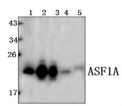 ASF1A Polyclonal Antibody:Antibodies, Polyclonal