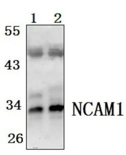 Invitrogen FGF5 Polyclonal Antibody 100 &mu;L; Unconjugated:Antibodies,