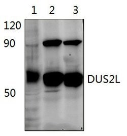 Invitrogen DUS2L Polyclonal Antibody 100 &mu;L; Unconjugated:Antibodies,