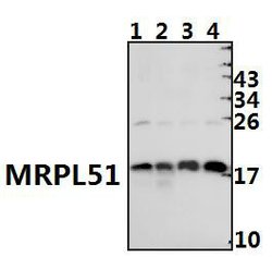 Invitrogen MRPL51 Polyclonal Antibody 100 &mu;L; Unconjugated:Antibodies,