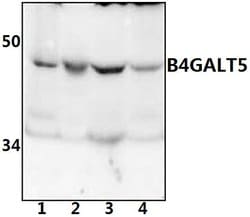 Invitrogen B4GALT5 Polyclonal Antibody 100 &mu;L; Unconjugated:Antibodies,
