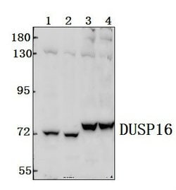 Invitrogen DUSP16 Polyclonal Antibody 100 &mu;L; Unconjugated:Antibodies,