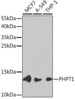 Invitrogen PHPT1 Polyclonal Antibody 100 &mu;L; Unconjugated:Antibodies,