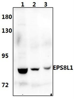 Invitrogen EPS8L1 Polyclonal Antibody 100 &mu;L; Unconjugated:Antibodies,