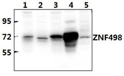 Invitrogen ZNF498 Polyclonal Antibody 100 &mu;L; Unconjugated:Antibodies,