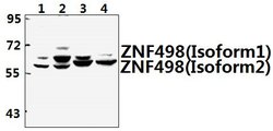 Invitrogen ZNF498 Polyclonal Antibody 100 &mu;L; Unconjugated:Antibodies,