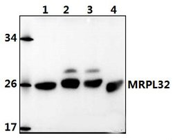 Invitrogen MRPL32 Polyclonal Antibody 100 &mu;L; Unconjugated:Antibodies,