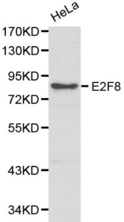 Invitrogen E2F8 Polyclonal Antibody 100 &mu;L; Unconjugated:Antibodies,