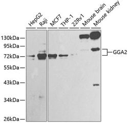 Invitrogen GGA2 Polyclonal Antibody 100 &mu;L; Unconjugated:Antibodies,