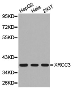 Invitrogen XRCC3 Polyclonal Antibody 100 &mu;L; Unconjugated:Antibodies,