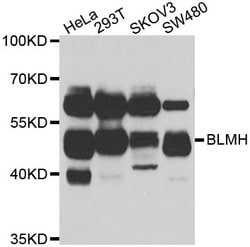 Invitrogen BLMH Polyclonal Antibody 100 &mu;L; Unconjugated:Antibodies,