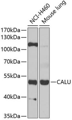 Invitrogen Calumenin Polyclonal Antibody 100 &mu;L; Unconjugated:Antibodies,