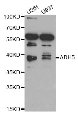 Invitrogen ADH5 Polyclonal Antibody 100 &mu;L; Unconjugated:Antibodies,