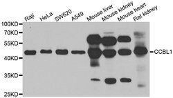 Invitrogen CCBL1 Polyclonal Antibody 100 &mu;L; Unconjugated:Antibodies,