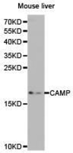 Invitrogen Cathelicidin Polyclonal Antibody 100 &mu;L; Unconjugated:Antistoffer