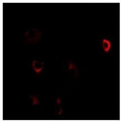 Invitrogen CBS Polyclonal Antibody 100 &mu;L; Unconjugated:Antibodies,