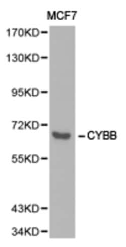 Invitrogen NOX2 Polyclonal Antibody 100 &mu;L; Unconjugated:Antibodies,