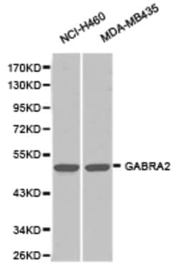 Invitrogen GABRA2 Polyclonal Antibody 100 &mu;L; Unconjugated:Antibodies,