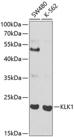 Invitrogen Kallikrein 1 Polyclonal Antibody 100 &mu;L; Unconjugated:Antibodies,