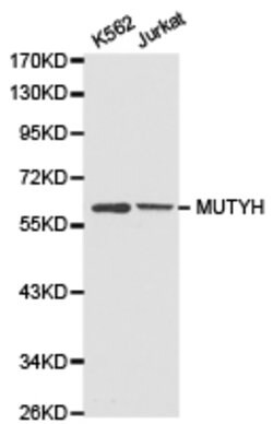 Invitrogen MUTYH Polyclonal Antibody 100 &mu;L; Unconjugated:Antibodies,