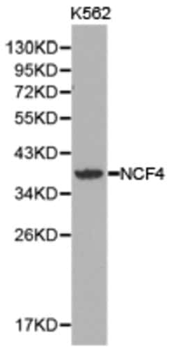 Invitrogen NCF4 Polyclonal Antibody 100 &mu;L | Buy Online | Invitrogen&trade; | Fisher Scientific