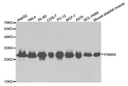Invitrogen PSMA6 Polyclonal Antibody 100 &mu;L; Unconjugated:Antibodies,