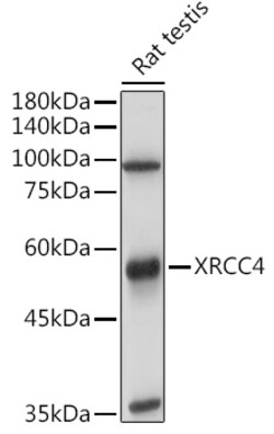 Invitrogen XRCC4 Polyclonal Antibody 100 &mu;L; Unconjugated:Antikörper