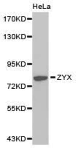 Invitrogen Zyxin Polyclonal Antibody 100 &mu;L | Buy Online | Invitrogen&trade; | Fisher Scientific