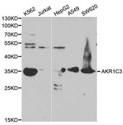 Invitrogen AKR1C3 Polyclonal Antibody 100 &mu;L; Unconjugated:Antibodies,