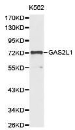 Invitrogen GAS2L1 Polyclonal Antibody 100 &mu;L | Buy Online | Invitrogen&trade; | Fisher Scientific