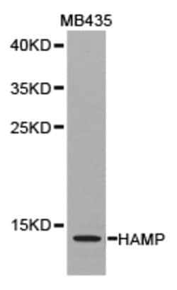 Invitrogen HAMP Polyclonal Antibody 100 &mu;L; Unconjugated:Antibodies,