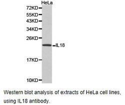 Invitrogen IL-18 Polyclonal Antibody 100 &mu;L; Unconjugated:Antibodies,