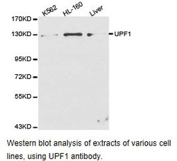 UPF1 Polyclonal Antibody:Antibodies, Polyclonal