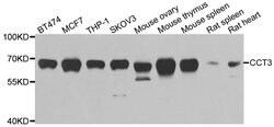 Invitrogen TCP-1 gamma Polyclonal Antibody 100 &mu;L; Unconjugated:Antibodies,
