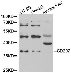Invitrogen Langerin Polyclonal Antibody 100 &mu;L; Unconjugated:Antibodies,