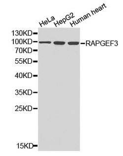 Invitrogen RAPGEF3 Polyclonal Antibody 100 &mu;L; Unconjugated:Antibodies,