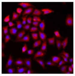 Invitrogen COCH Polyclonal Antibody 100 &mu;L; Unconjugated:Antibodies,