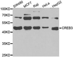 Invitrogen LZIP Polyclonal Antibody 100 &mu;L; Unconjugated:Antibodies,