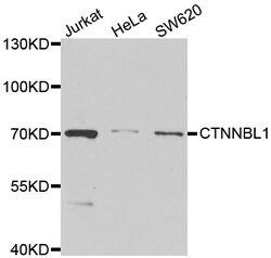 Invitrogen CTNNBL1 Polyclonal Antibody 100 &mu;L; Unconjugated:Antibodies,