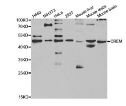 Invitrogen CREM Polyclonal Antibody 100 &mu;L; Unconjugated:Antibodies,