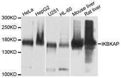 Invitrogen IKAP Polyclonal Antibody 100 &mu;L; Unconjugated:Antibodies,