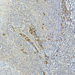 Invitrogen TEC Polyclonal Antibody 100 &mu;L | Buy Online | Invitrogen&trade; | Fisher Scientific